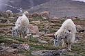 130 mount evans, berggeiten